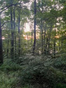 treetop-retreat-ohio-room-sunrise