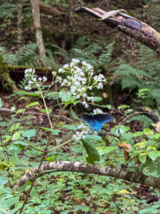 Grotto Falls – one of the best easy hikes in the Great Smoky Mountains