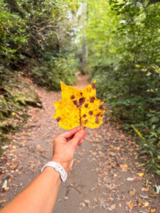 Autumn leaf on the trail in Great Smoky Mountains National Park
