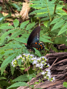 Butterfly on a wildflower – Waterfall Hikes in the Great Smoky Mountains