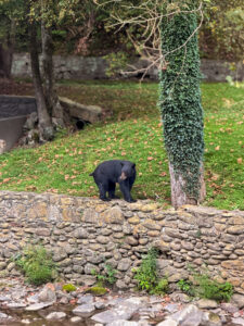 heirloom room gatlinburg dinner we spotted a bear