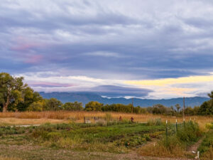 Lavender fields at Los Poblanos Historic Inn