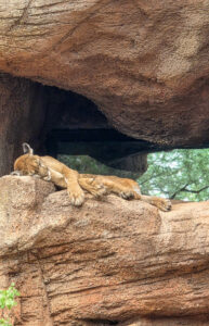 One day in Saguaro National Park West Arizona-Sonora Desert Museum