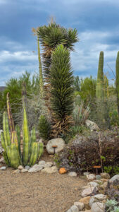Desert Museum walking path beginner-friendly hikes in Tucson