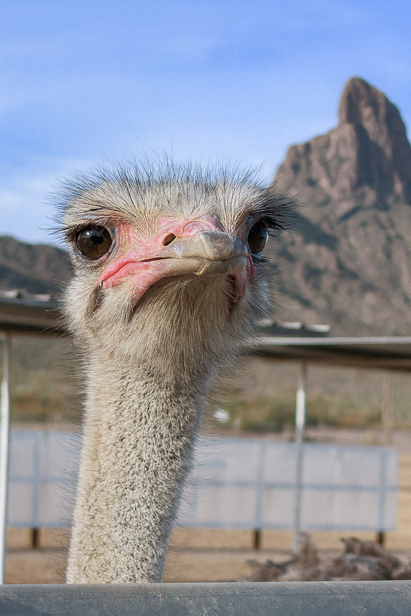 Rooster Cogburn Ostrich Ranch