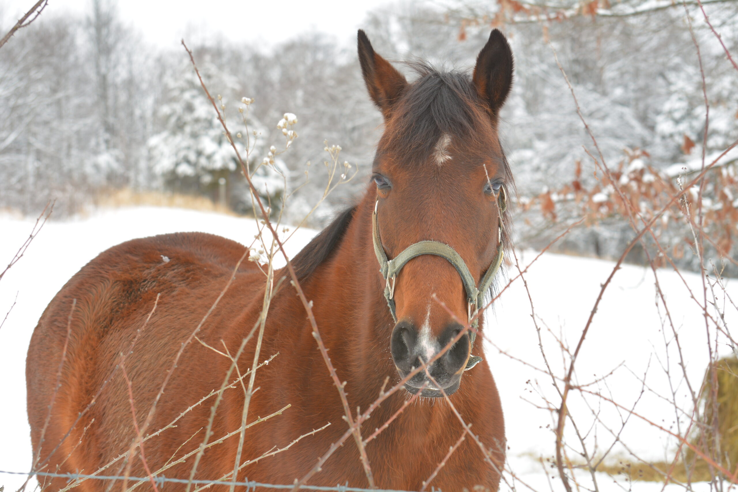 Cataloochee Valley horse viewing near Maggie Valley where to stay in Western NC