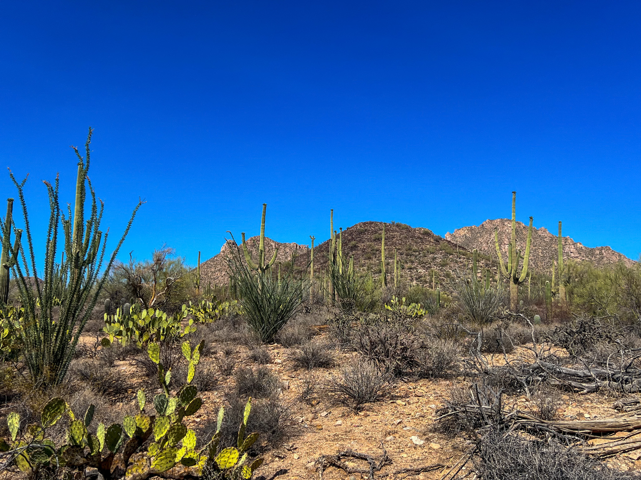 One day in Saguaro National Park West SUS Picnic Area