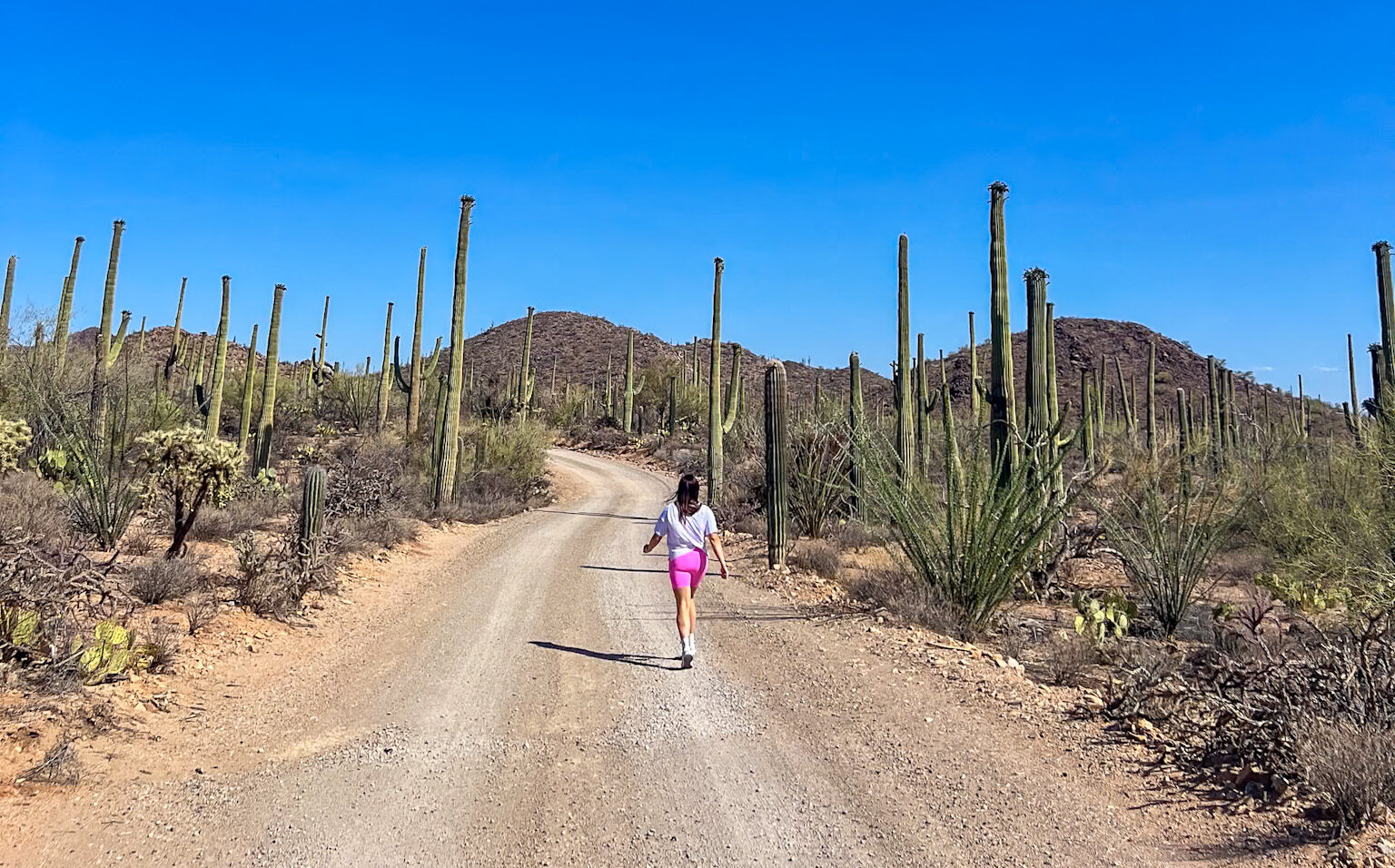 Free scenic spots in Tucson with views of saguaros
