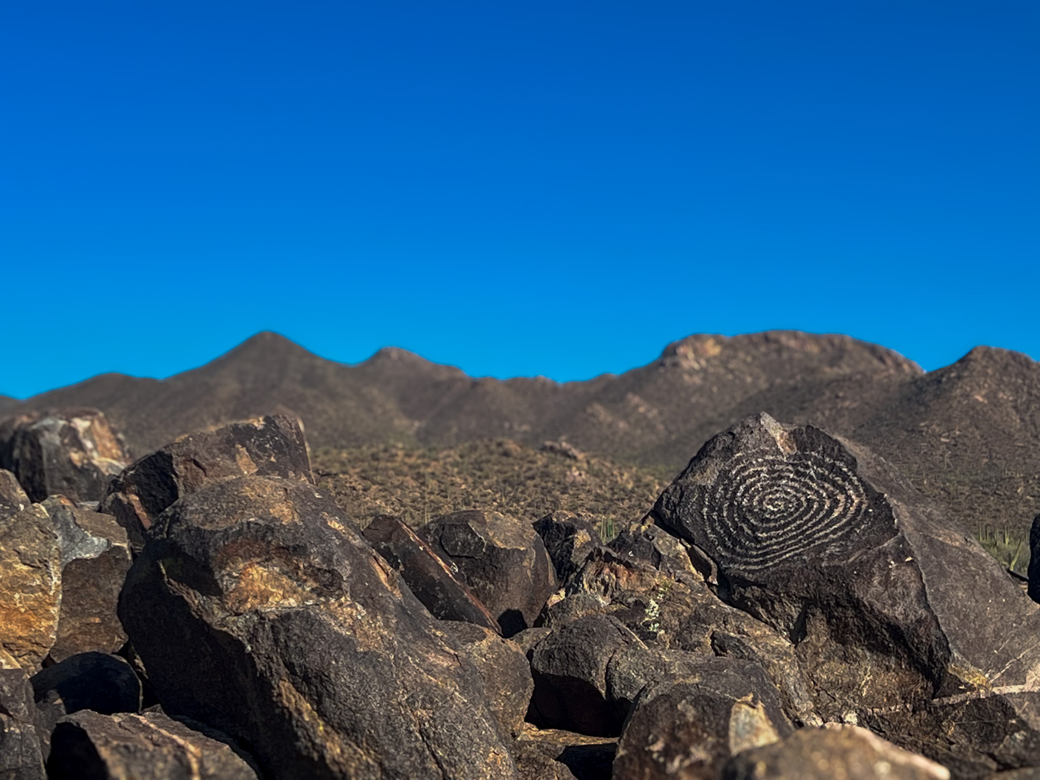 One day in Saguaro National Park West Signal Hill Petroglyphs