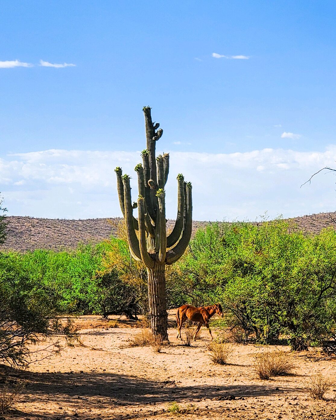 Phoenix to Tucson road trip stop at Wild Horse Pass