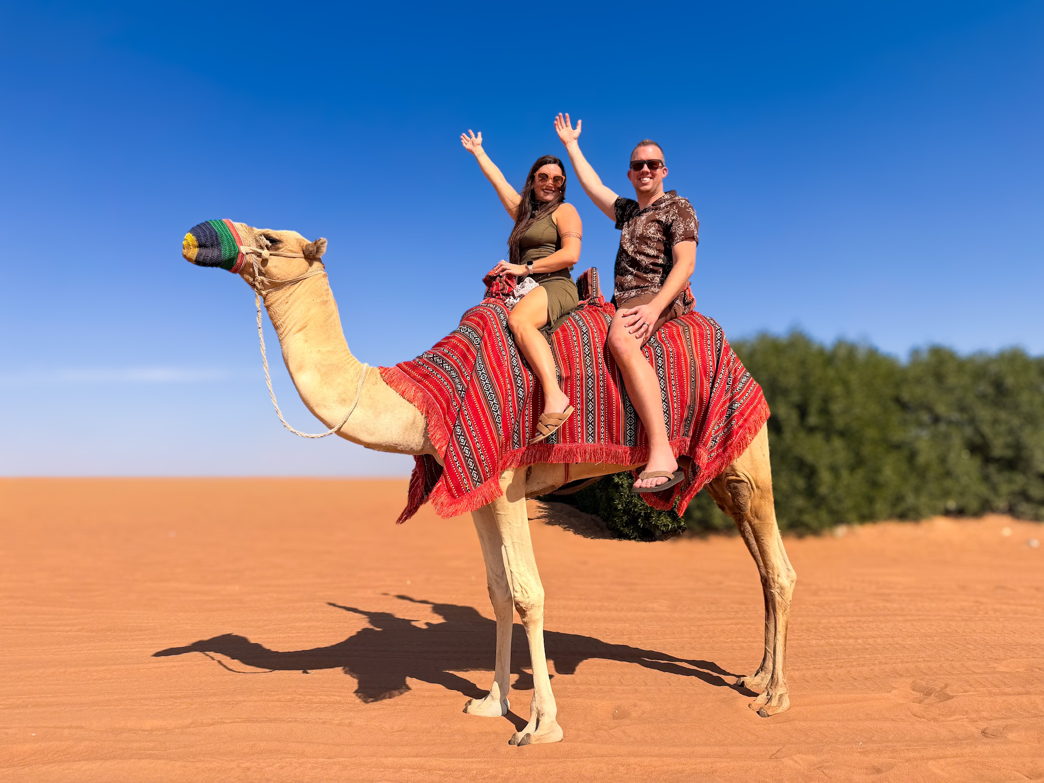 Dubai desert drive camel ride