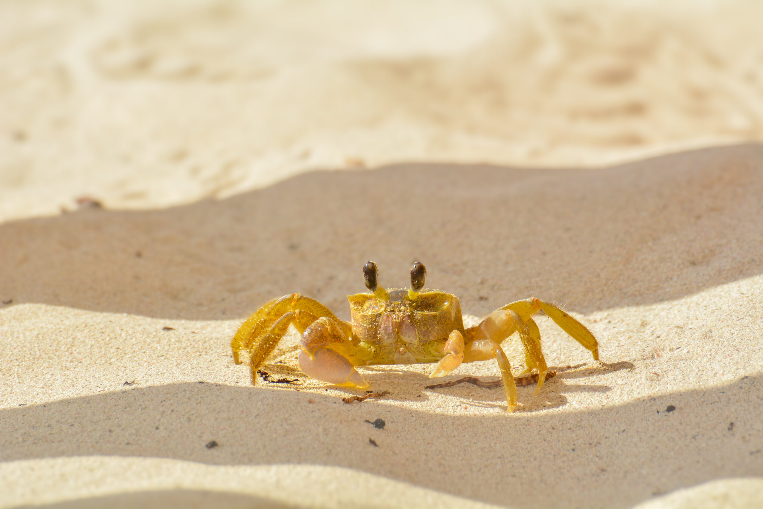 Cozumel cruise port itinerary east side beach drive
