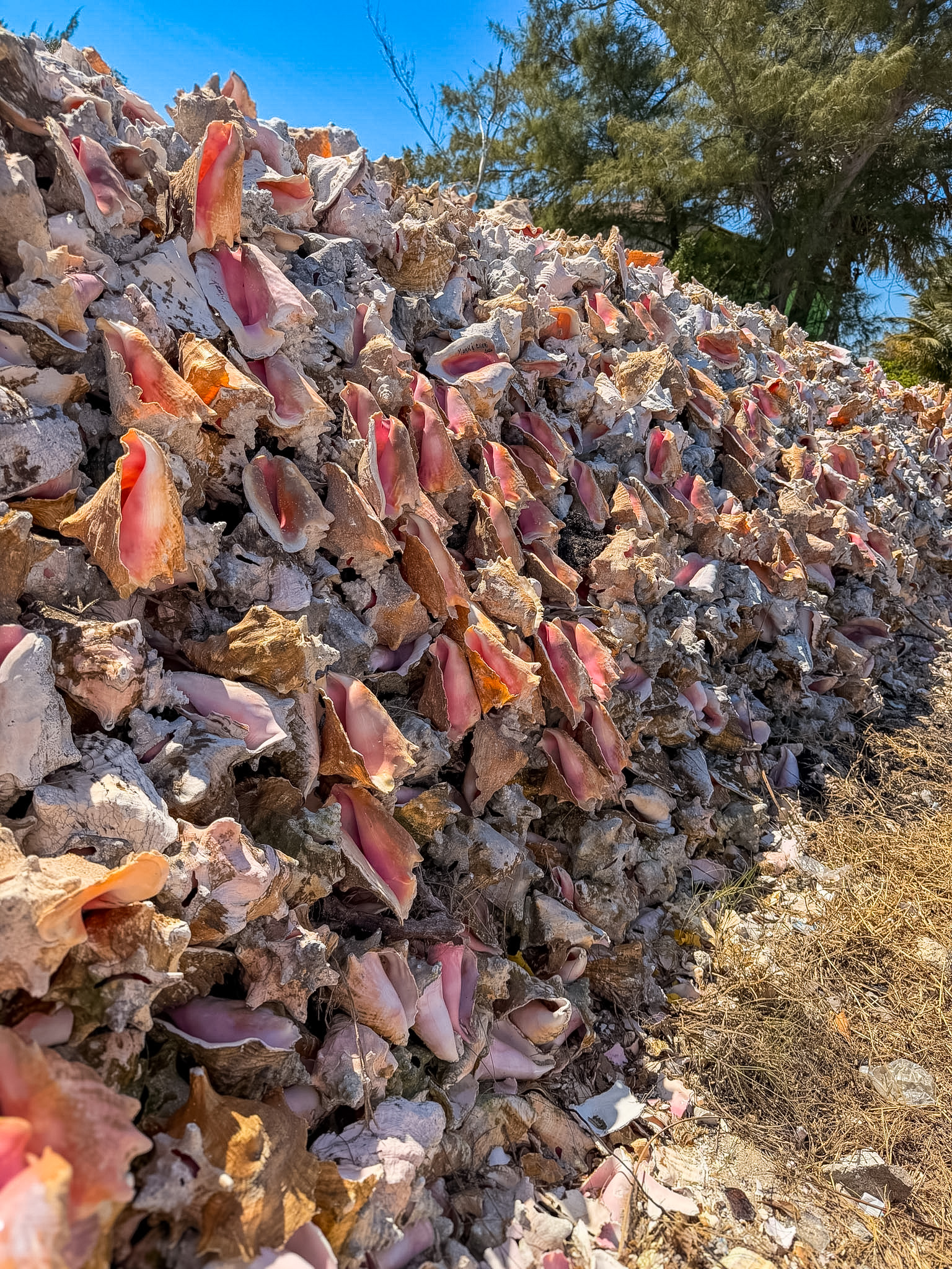 best conch salad in Bimini Bahamas food experience