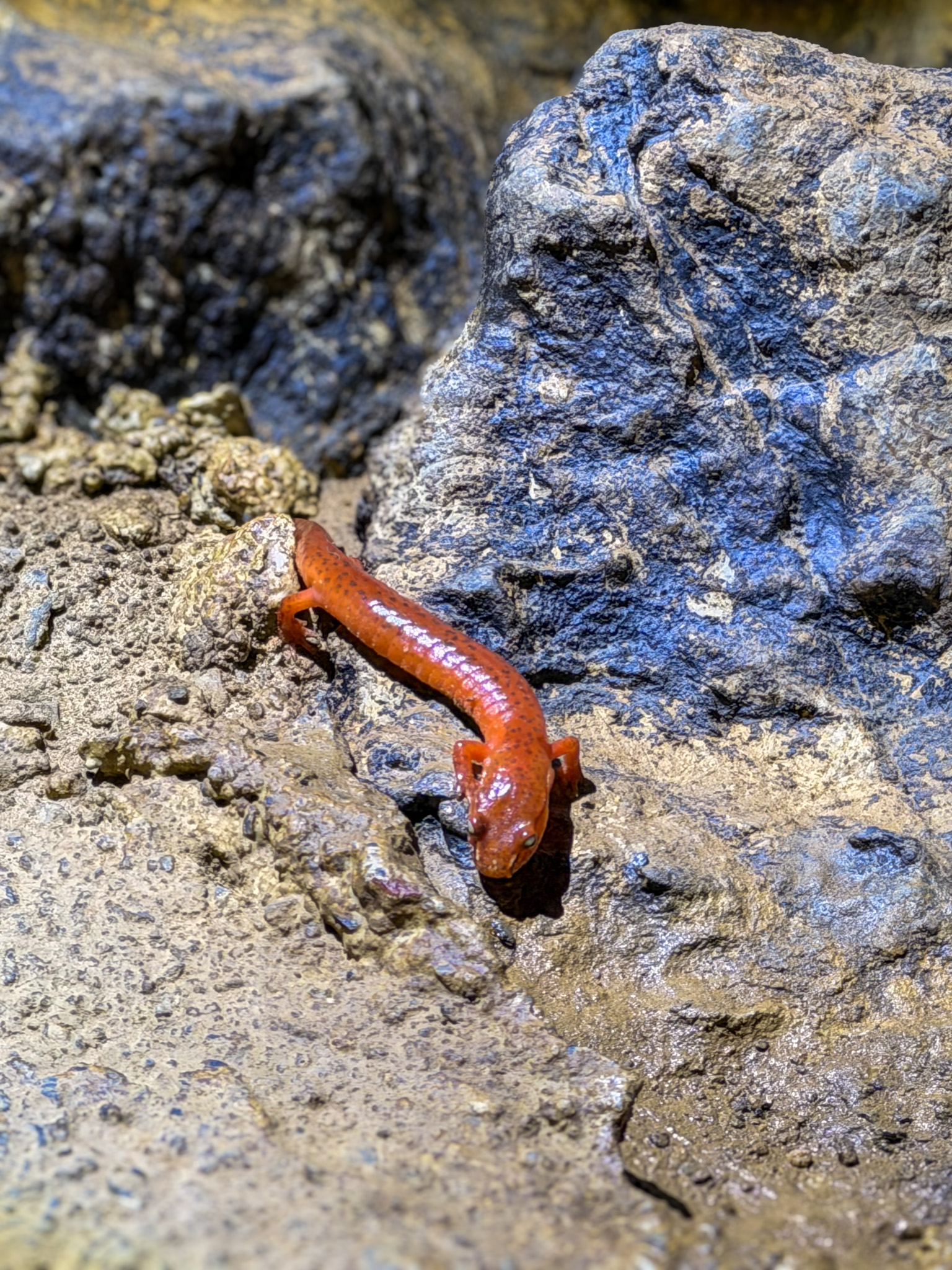 Tuckaleechee Caverns Townsend TN cave lighting photography