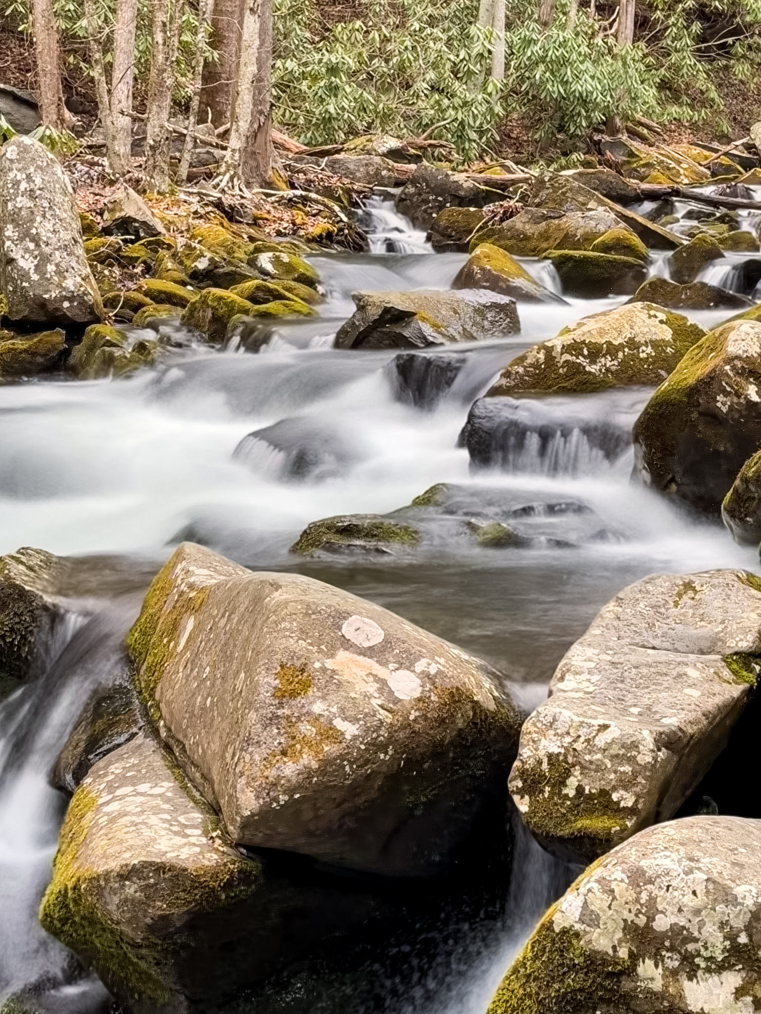Middle Prong Trail Townsend TN guide hiking trail in Tremont area