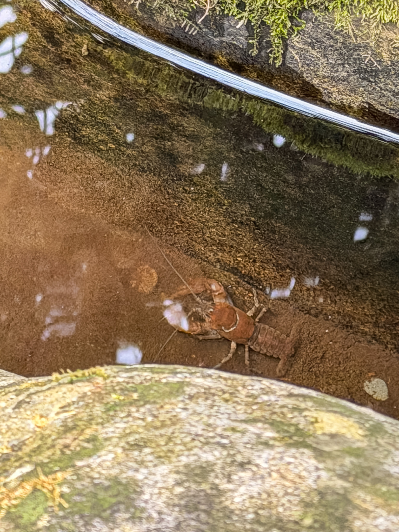 Middle Prong Trail Townsend TN guide peaceful Smoky Mountains hike