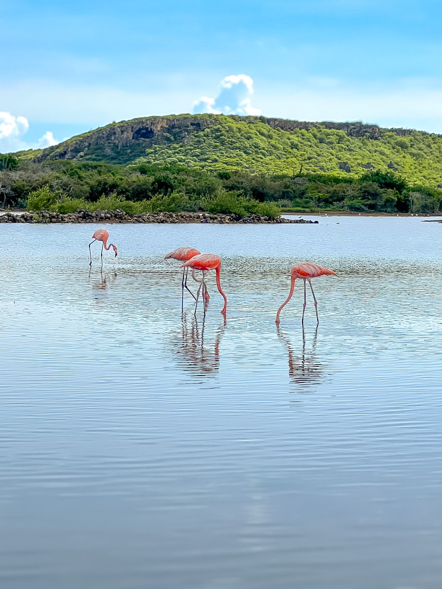 Jan Kok Flamingos Curaçao standing in salt flats near Sint Willibrordus