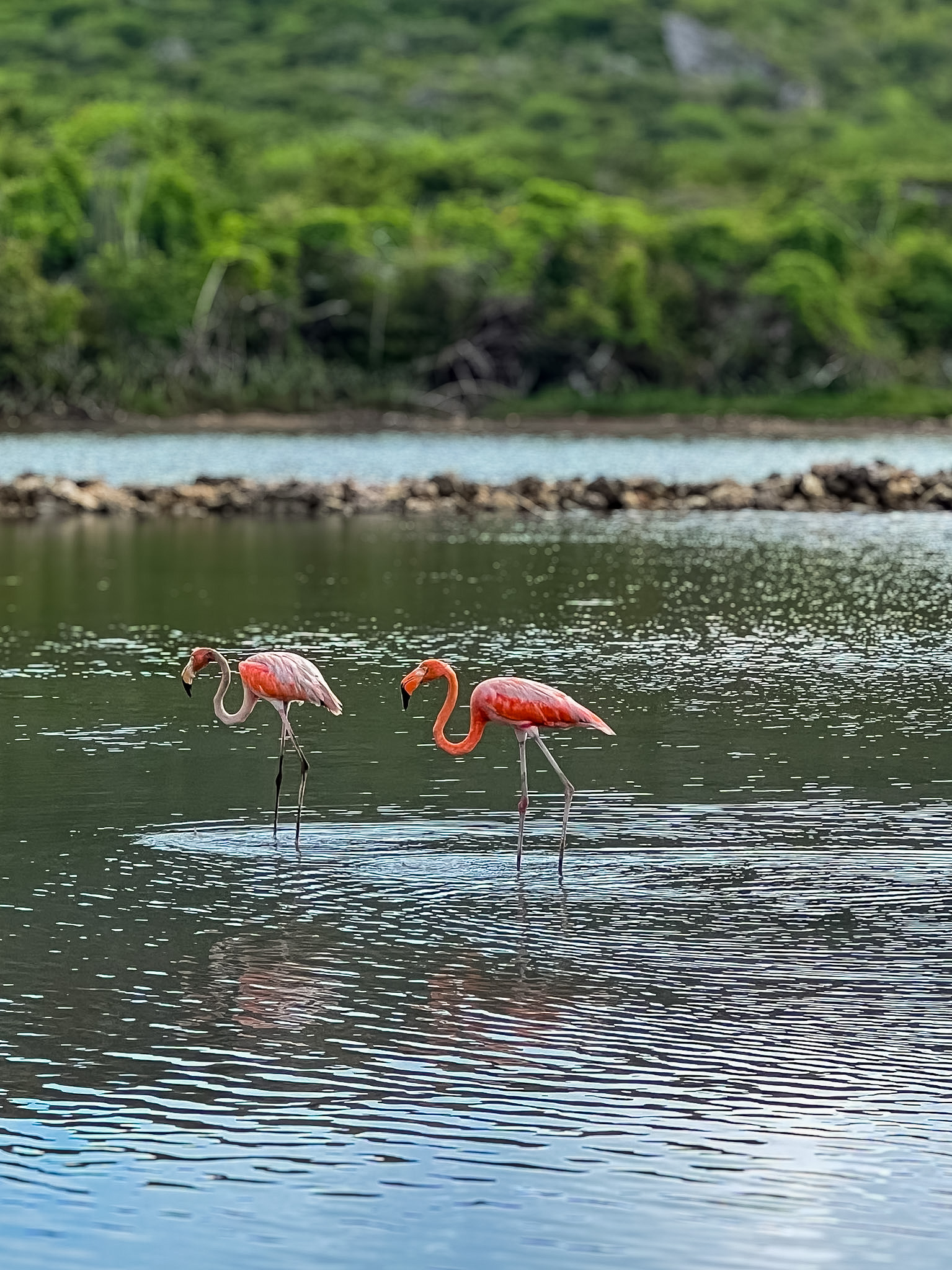 Jan Kok Flamingos Curaçao roadside view with water and flamingos