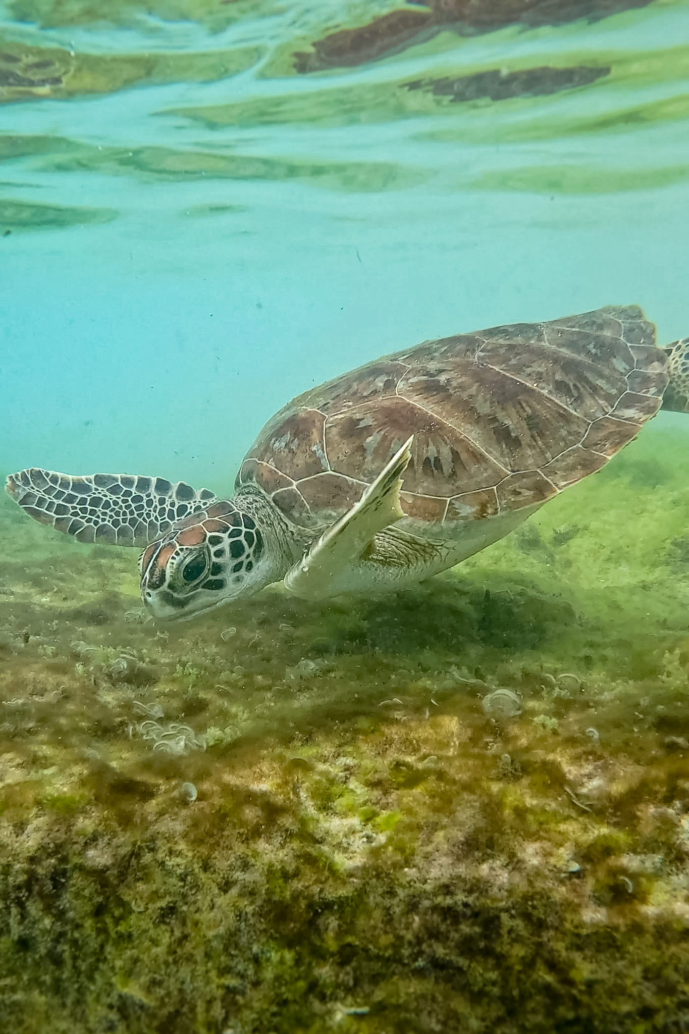 Playa Porto Mari Curaçao snorkeling reef area