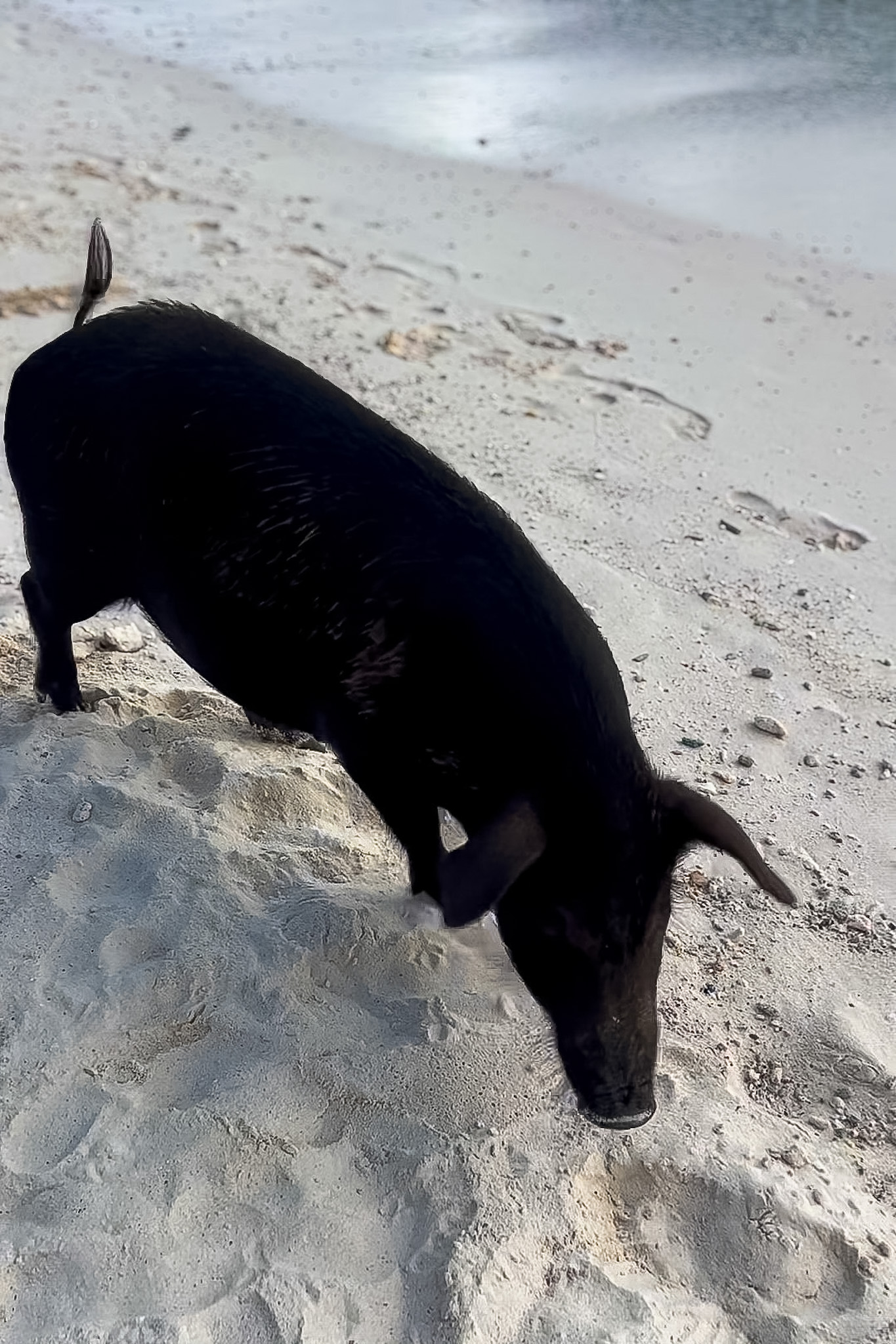 Playa Porto Mari Curaçao pigs on the beach