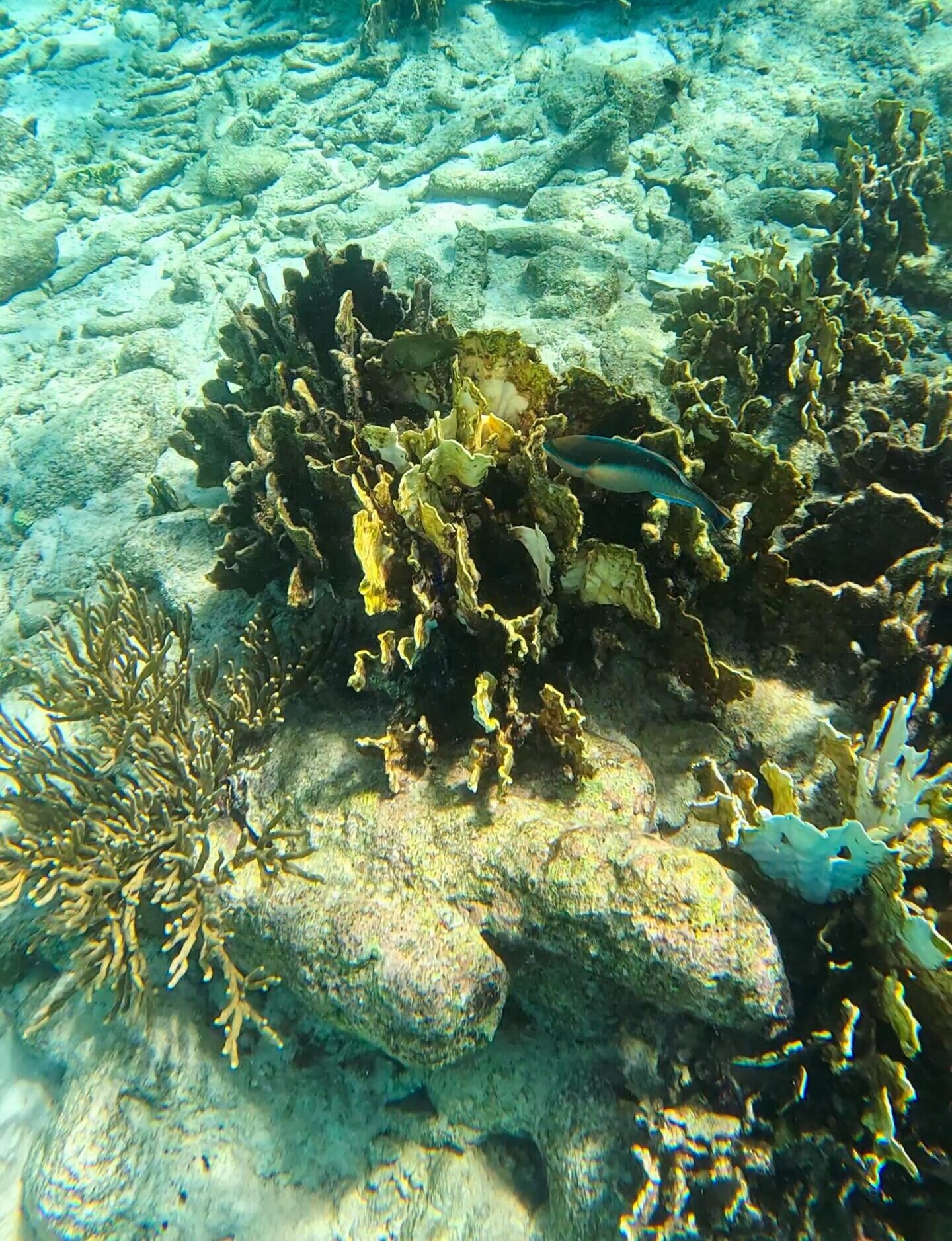 Director’s Bay Curaçao snorkeling underwater fish
