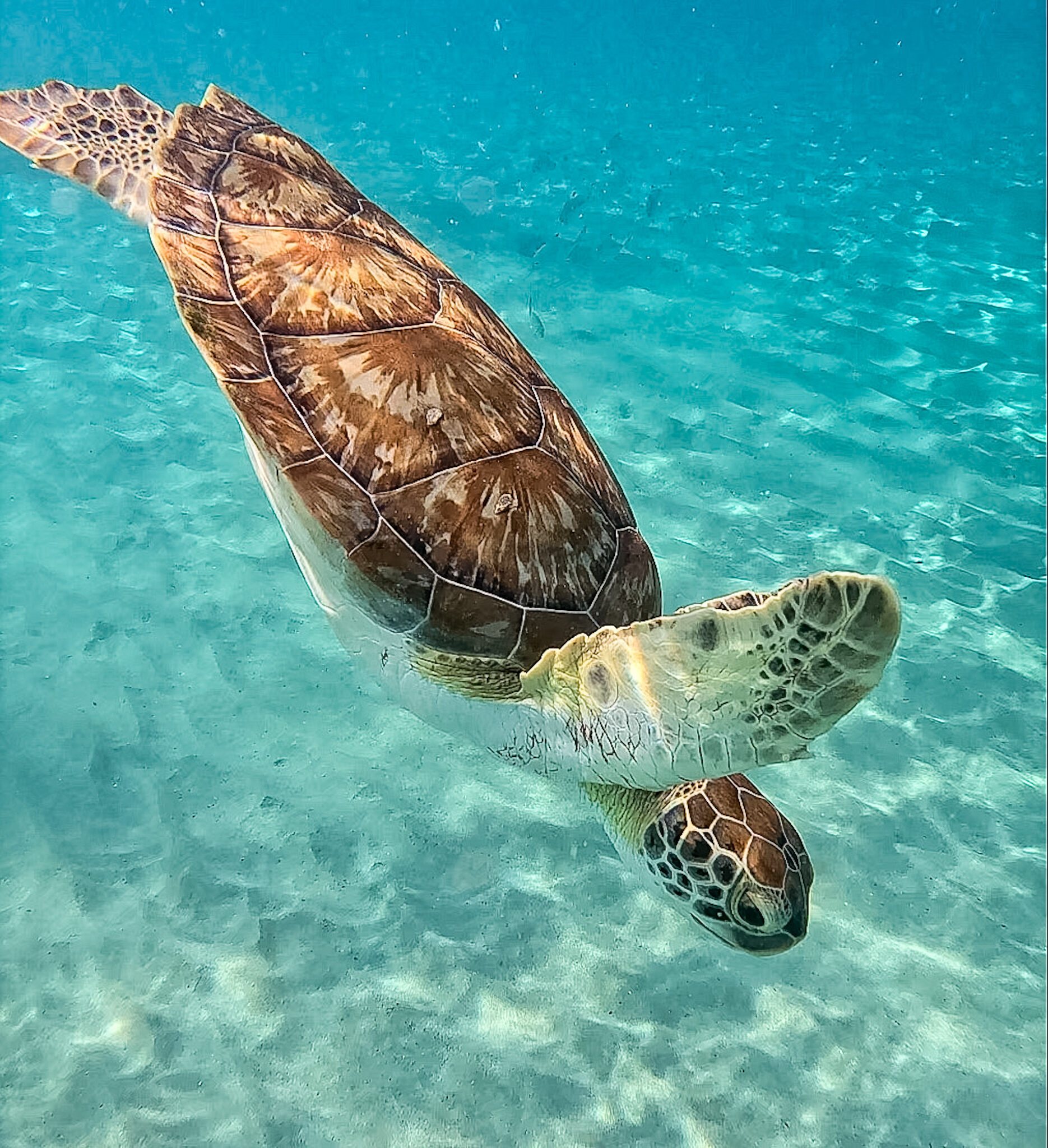 best things to do in Curaçao Playa Piskado turtles