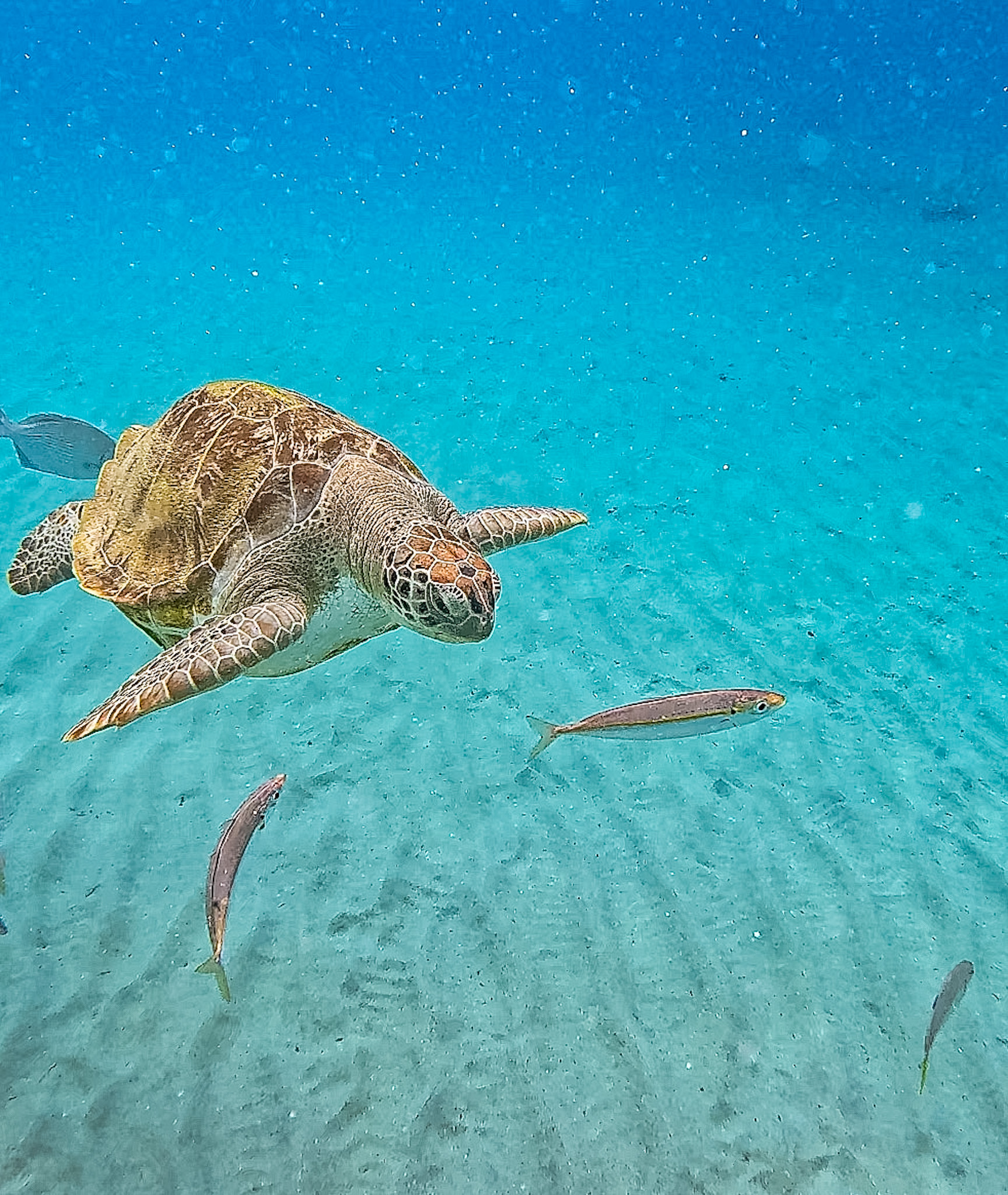 Best snorkeling in Curaçao Playa Piskado sea turtles