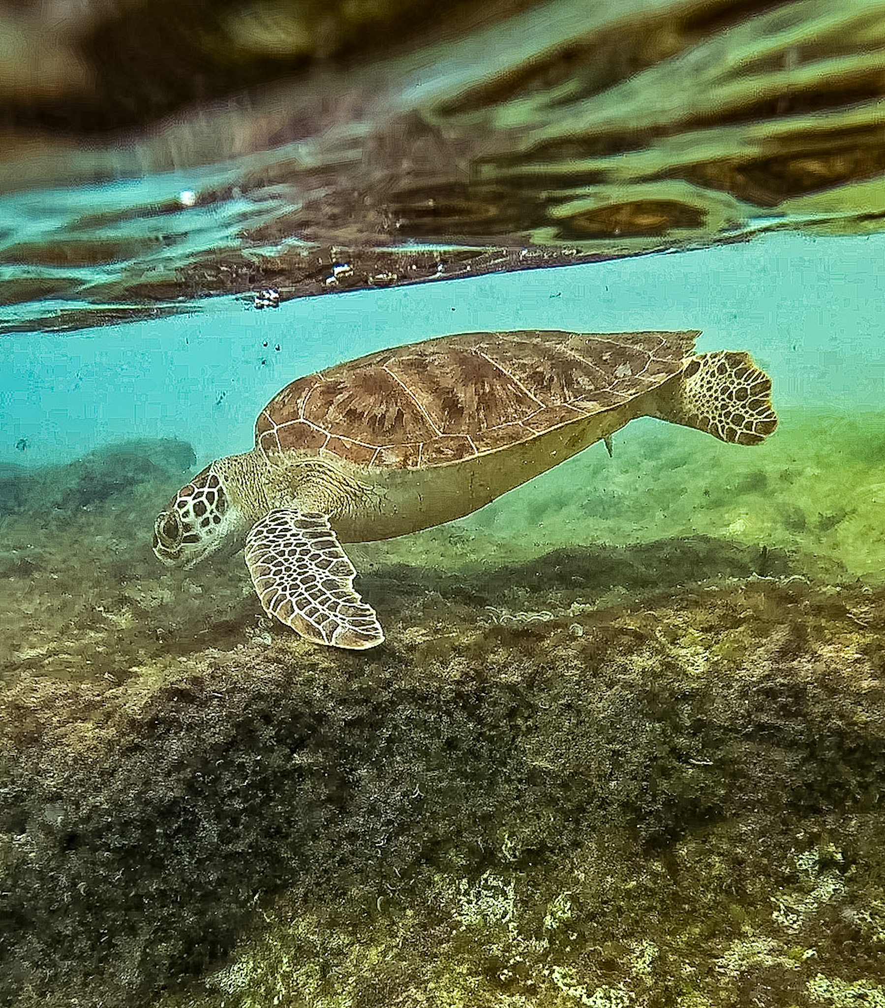 best beaches in Curaçao Playa Piskado sea turtles