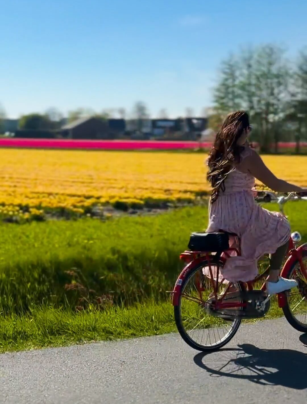Flower fields along the tulip fields bike route Keukenhof in the Netherlands