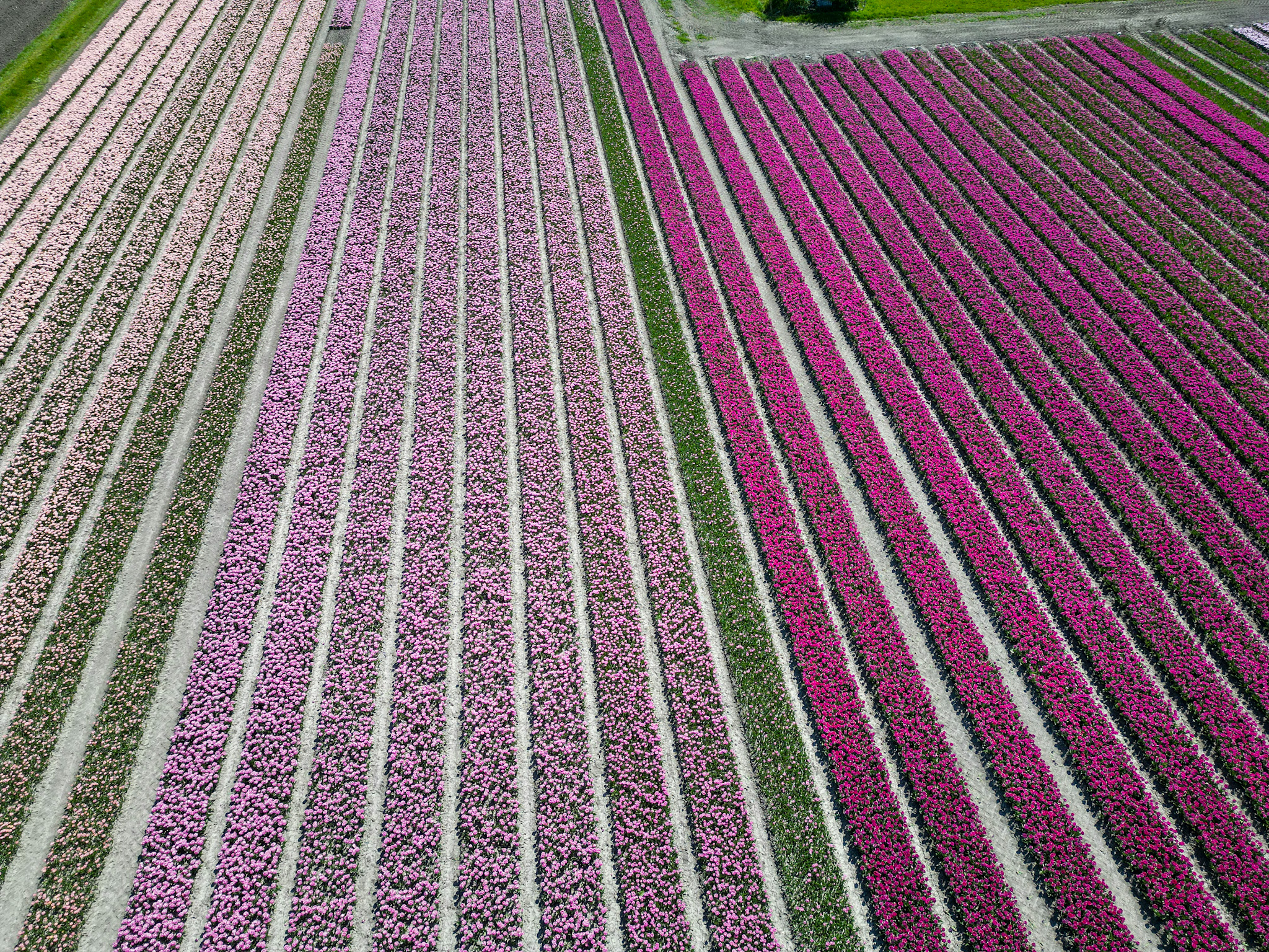 Alkmaar driving route during a 5 Days Netherlands Tulip Itinerary