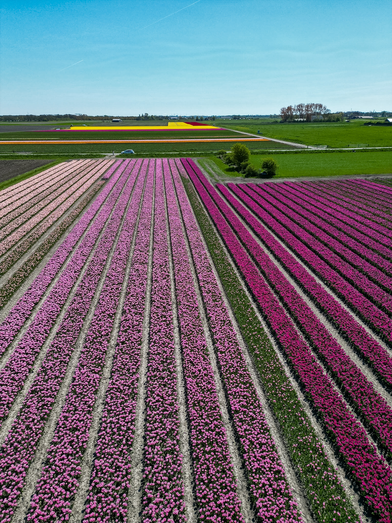 Tulip field road trip while driving in the Netherlands