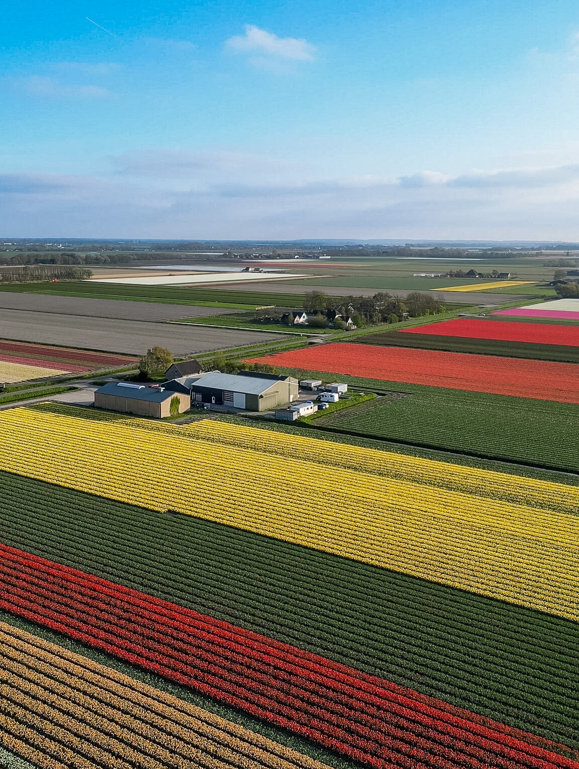 7 day Netherlands itinerary exploring Alkmaar and northern tulip fields