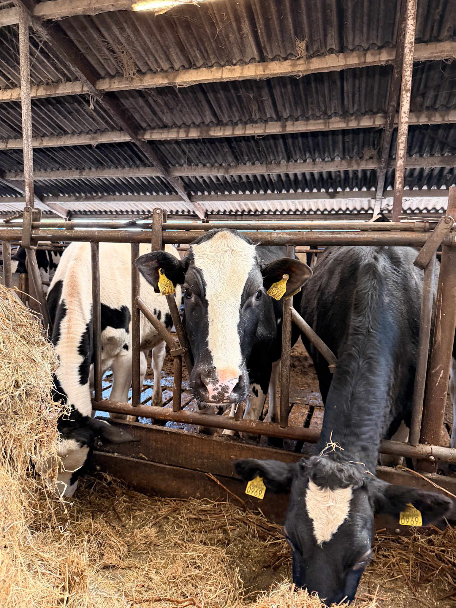 cheese farm Netherlands cow barn visit at Clara Maria Cheese Farm