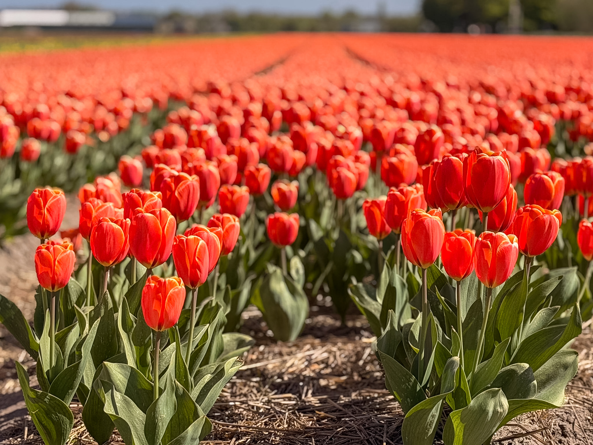 tulip things to do in Haarlem Netherlands