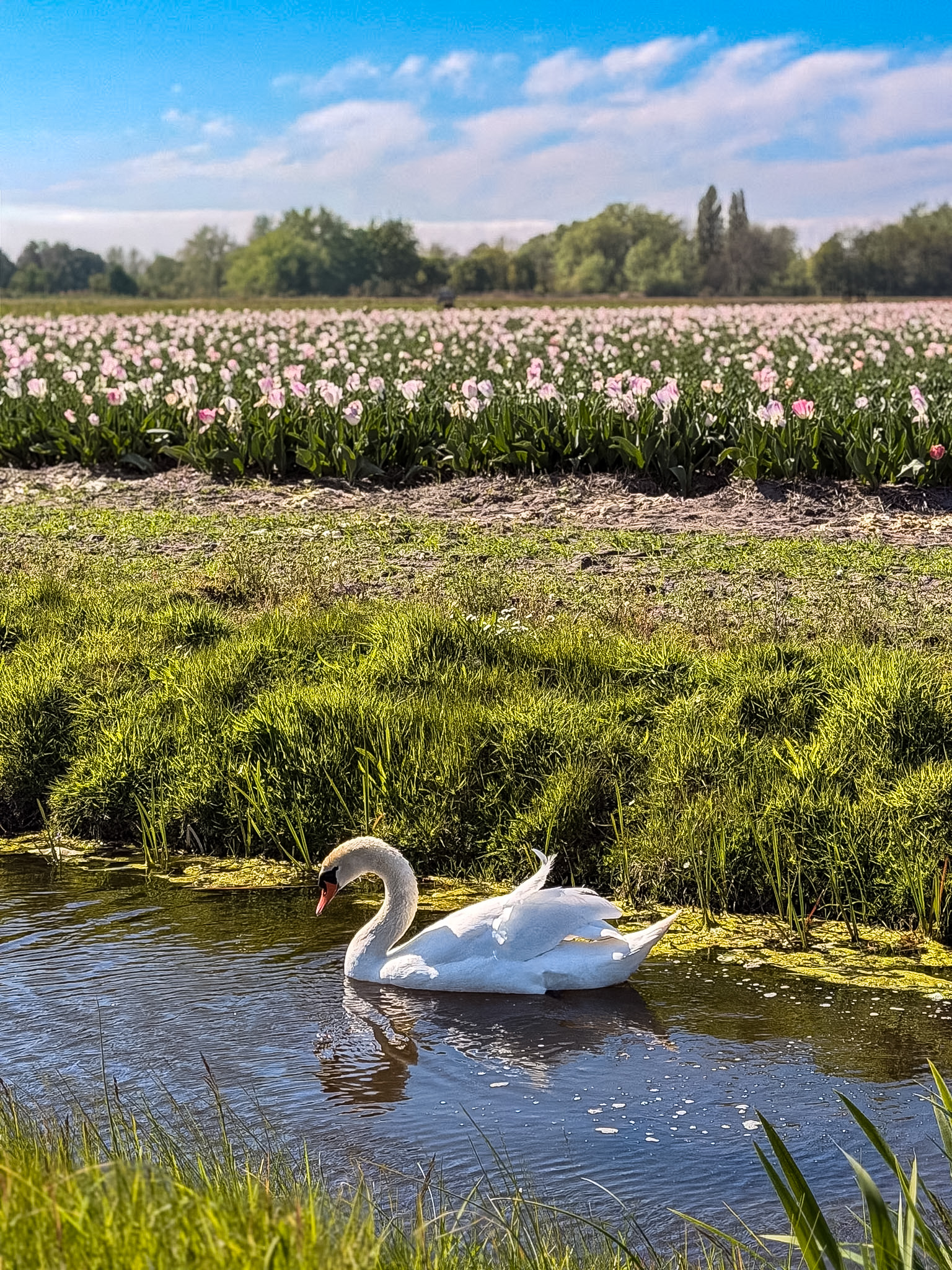 Spring flowers and bike trails on the tulip fields bike route Keukenhof