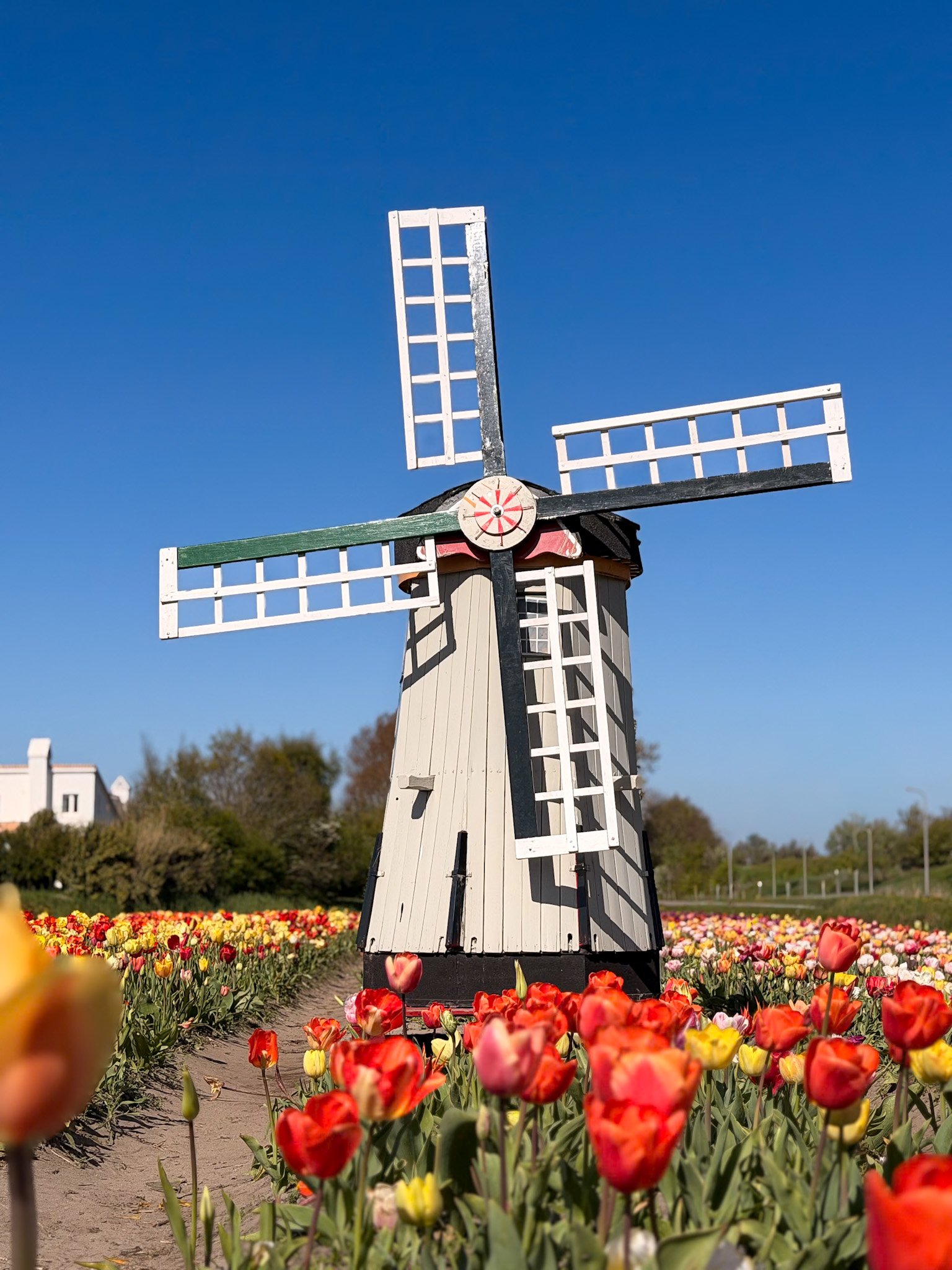 Flower fields along the tulip fields bike route Keukenhof in the Netherlands