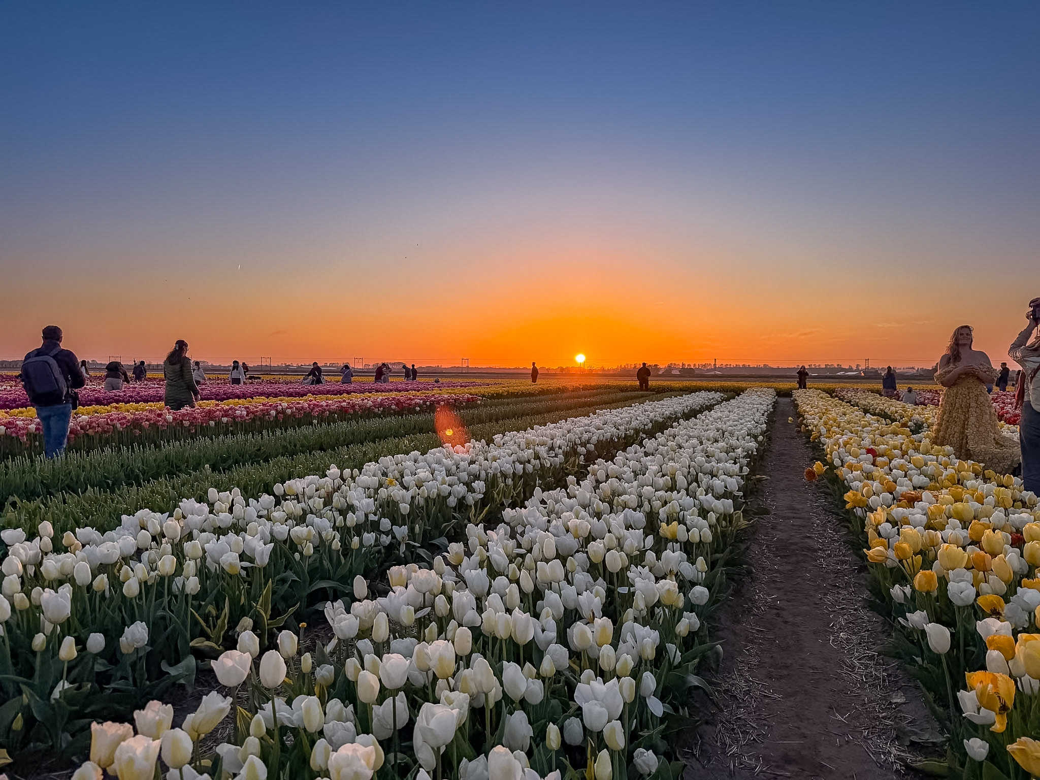 Tulip Barn Netherlands sunset view with colorful tulip rows