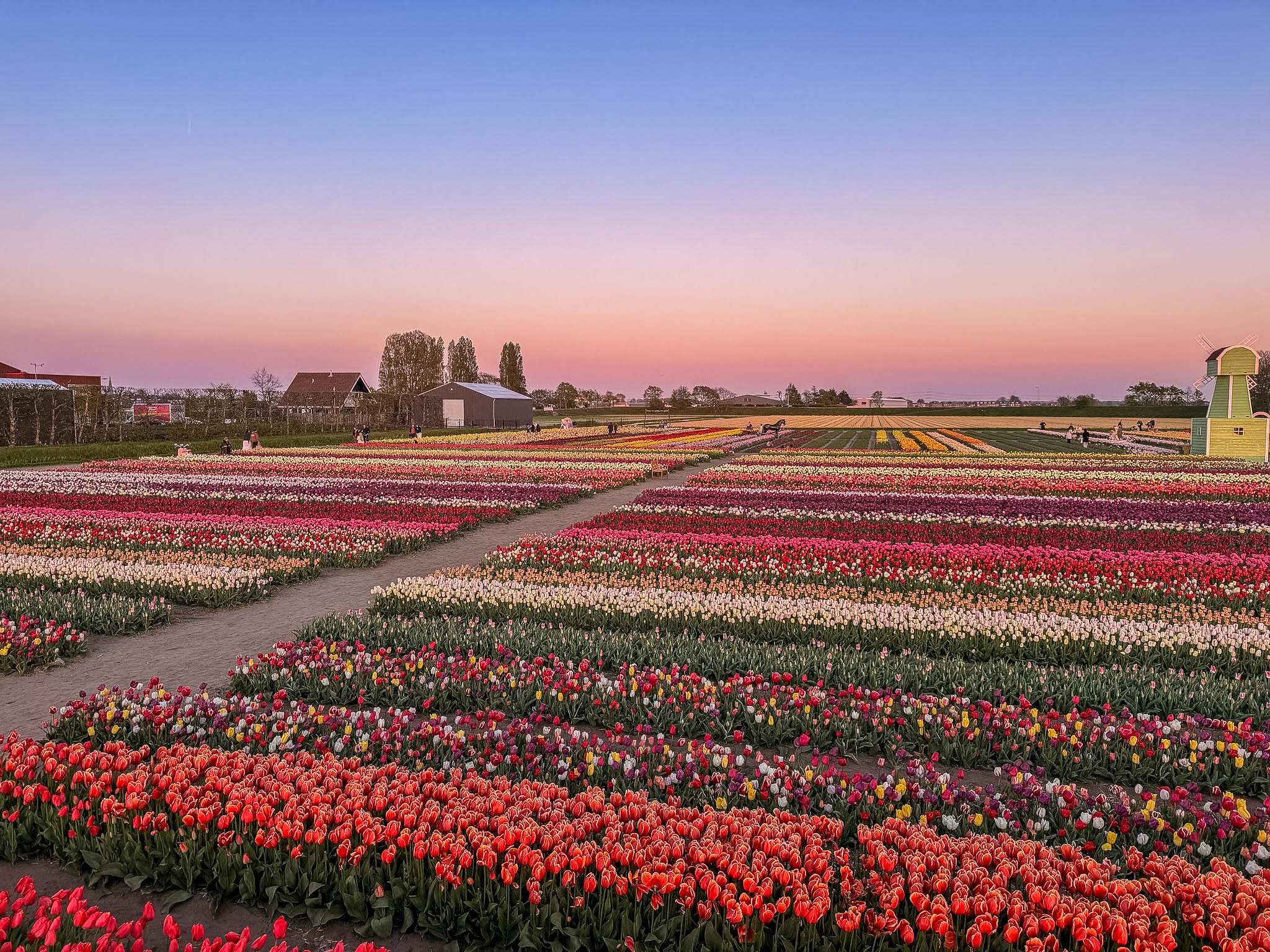 Walking paths through Tulip Barn Netherlands during tulip season