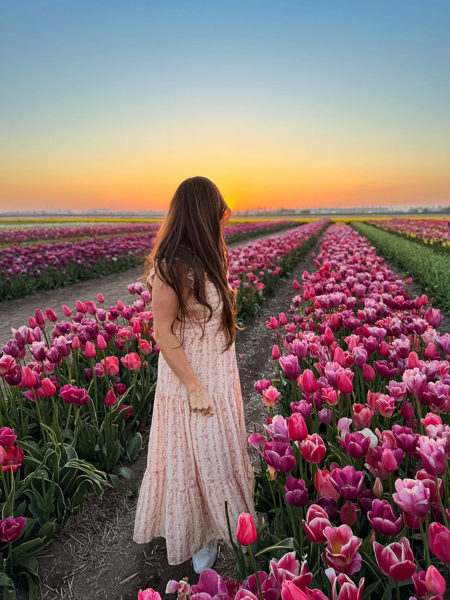 Colorful tulips blooming at Tulip Barn Netherlands
