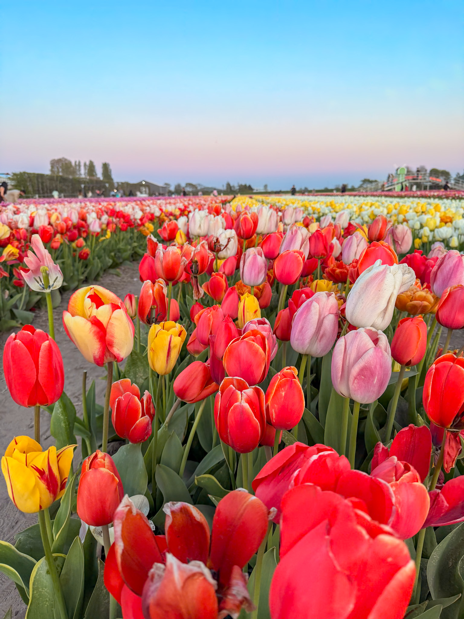 Colorful tulips blooming at Tulip Barn Netherlands