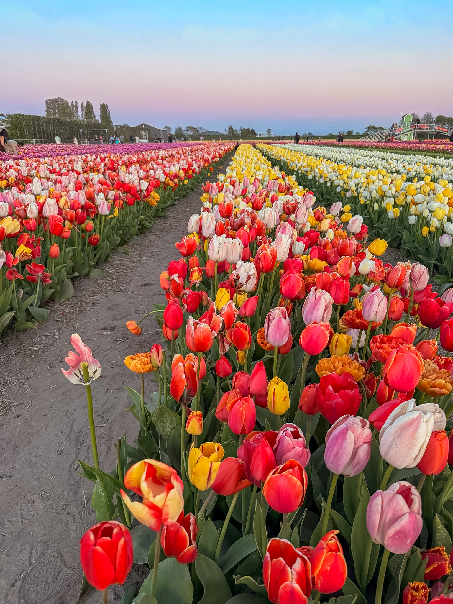 7 day Netherlands itinerary at Tulip Barn in Lisse Netherlands