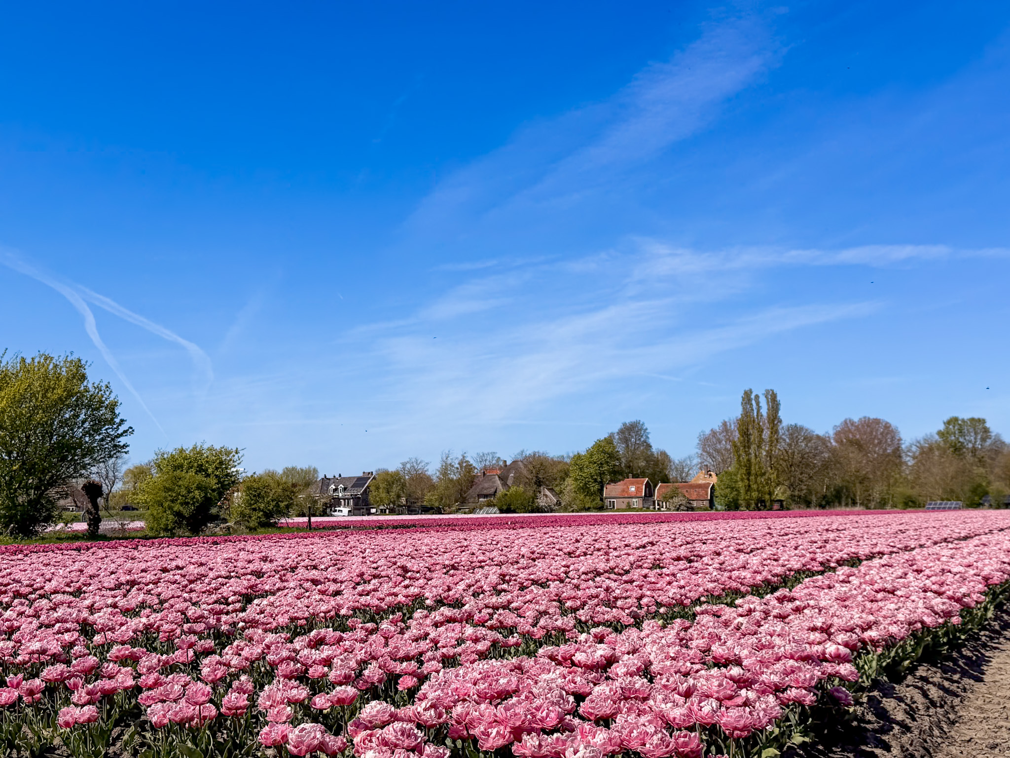 Tulip fields driving route Netherlands photo stop near Anna Paulowna