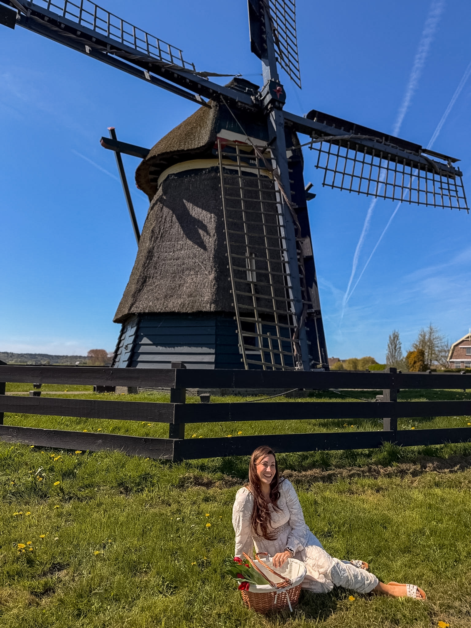 Tulip fields driving route Netherlands countryside view with tulips and a windmill