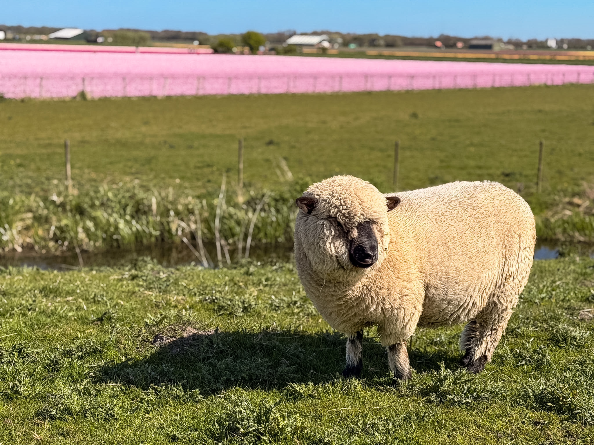 Tulip fields driving route Netherlands spring road trip through North Holland with Sheep