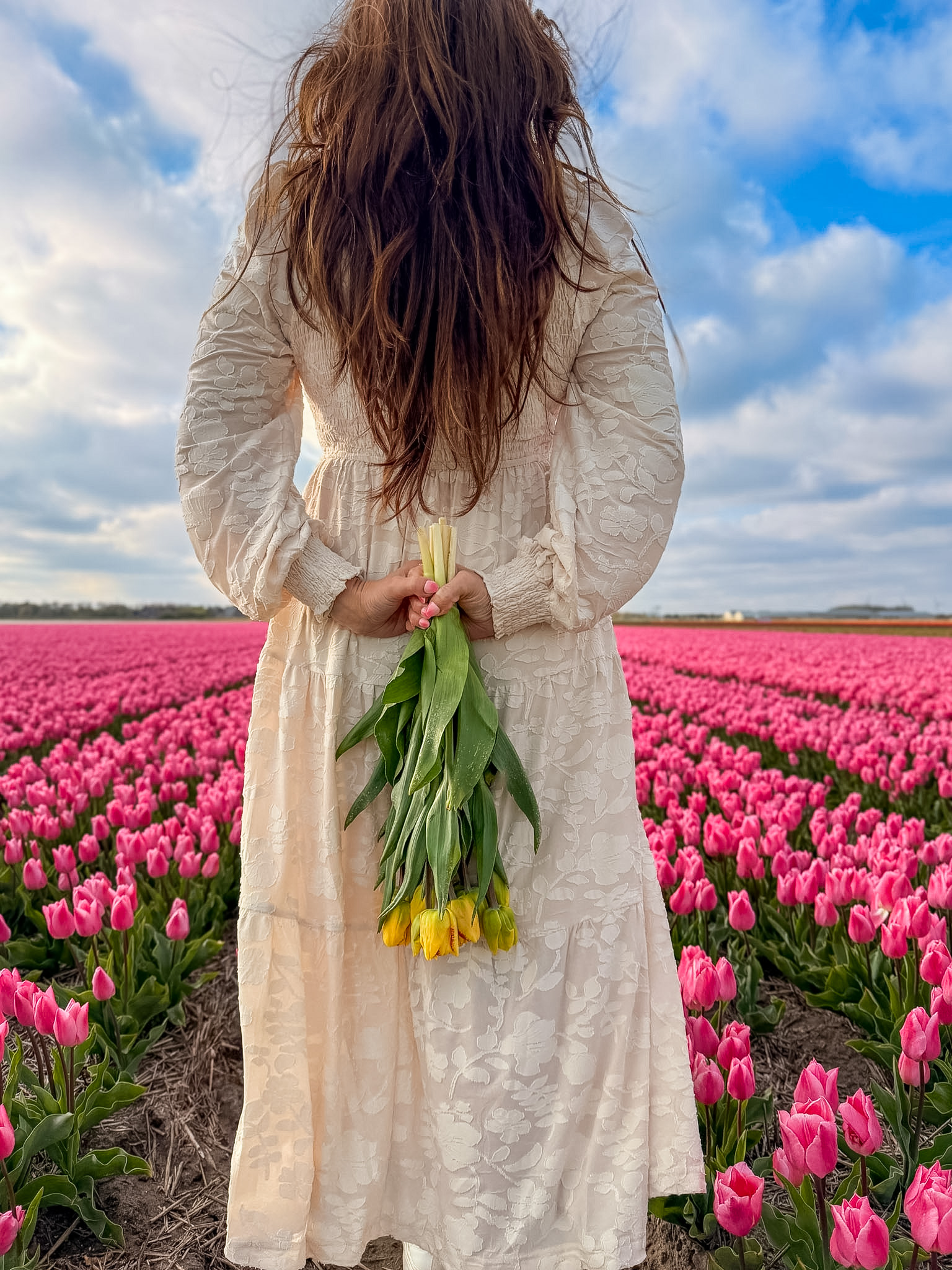 Tulip fields driving route Netherlands countryside view with tulips and a windmill