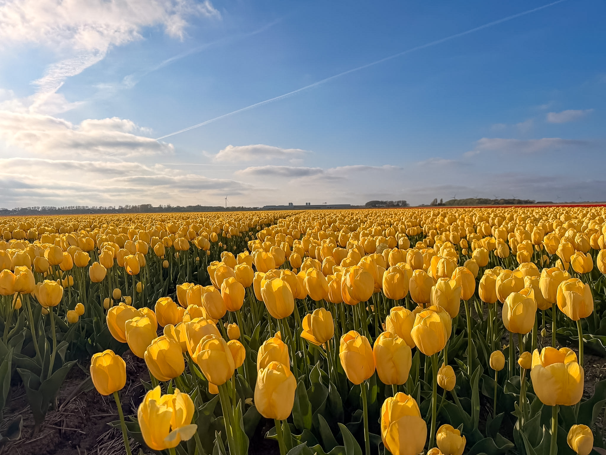 Day trips from Amsterdam with canals and historic buildings in Gouda Netherlands