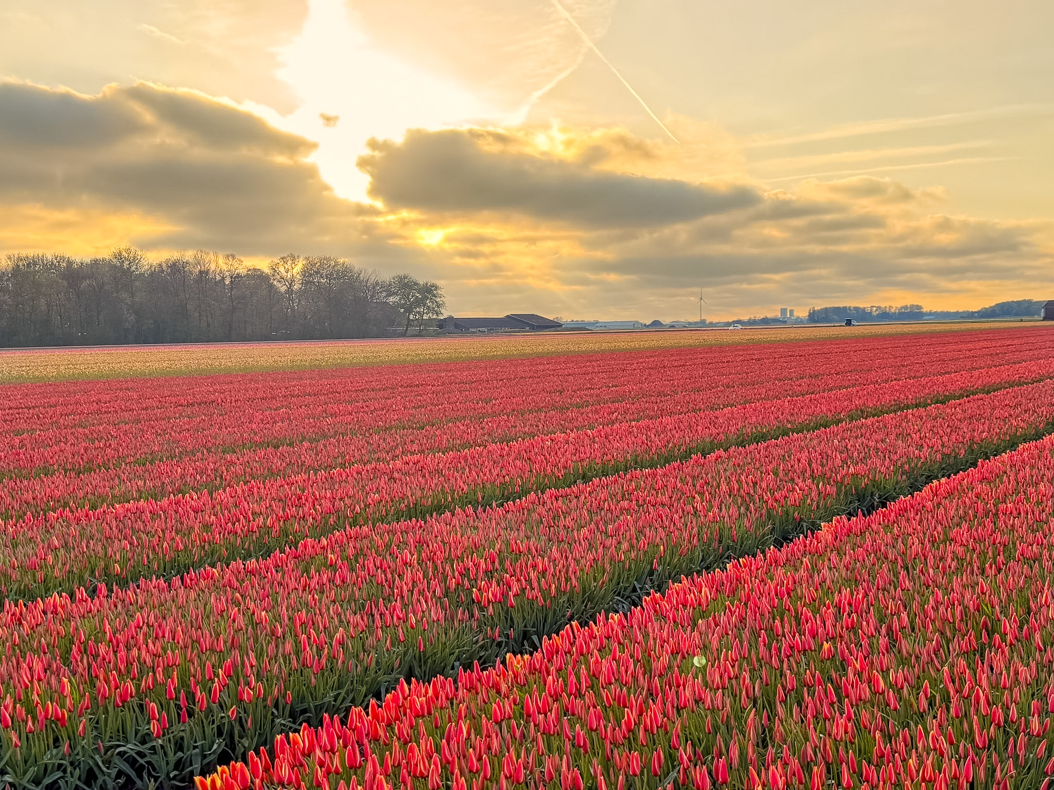 Tulip fields driving route Netherlands roadside parking near a quiet flower field