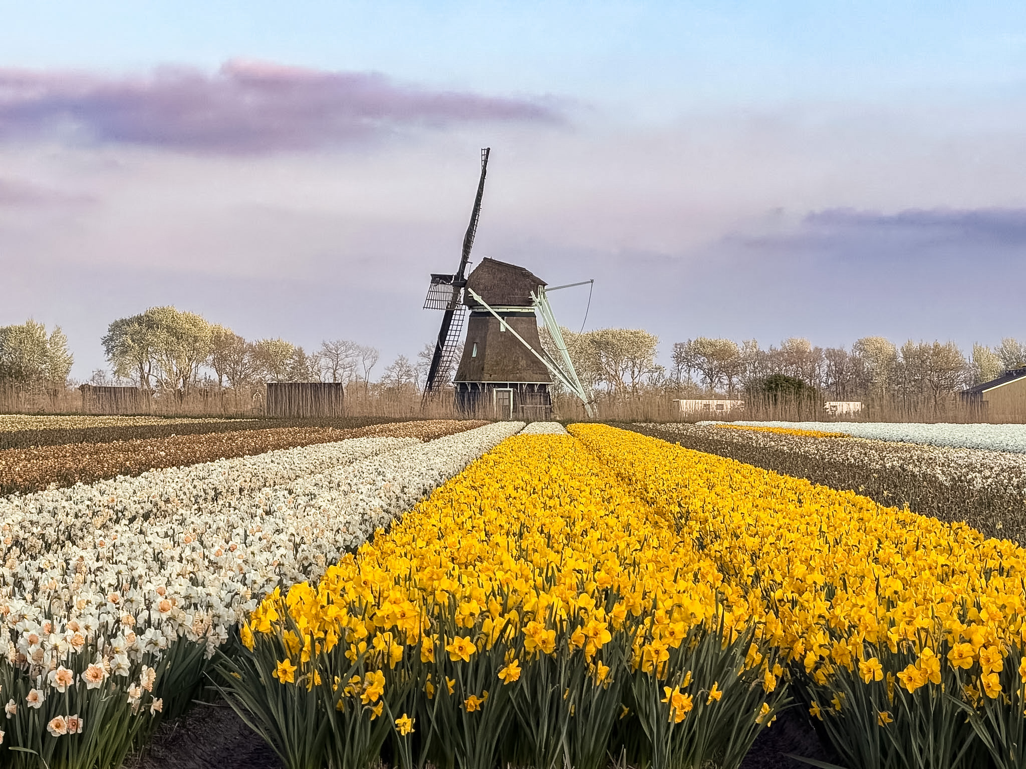 Tulip fields driving route Netherlands countryside view with tulips and a windmill