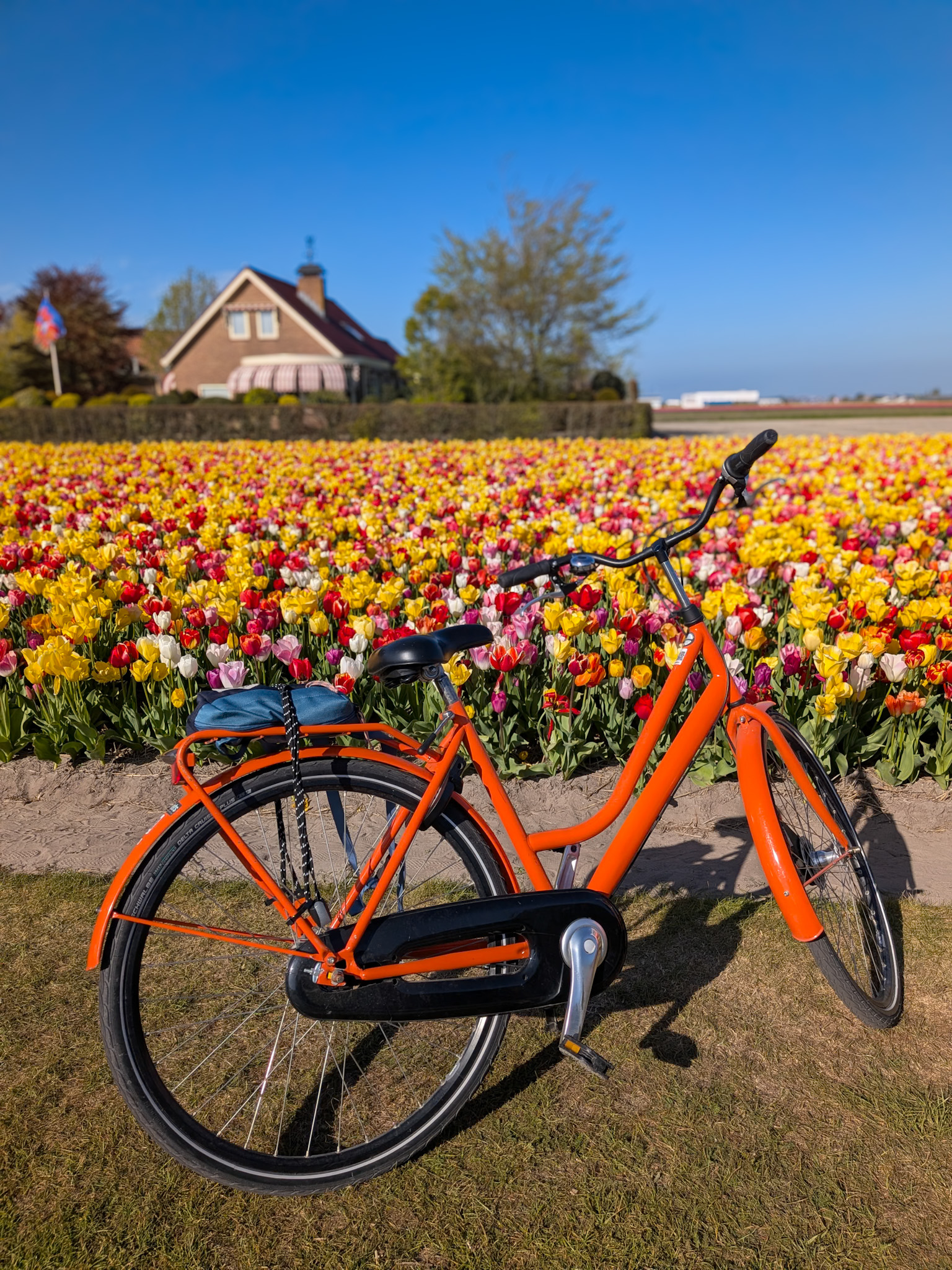 Bikes parked beside tulips on the tulip fields bike route Keukenhof