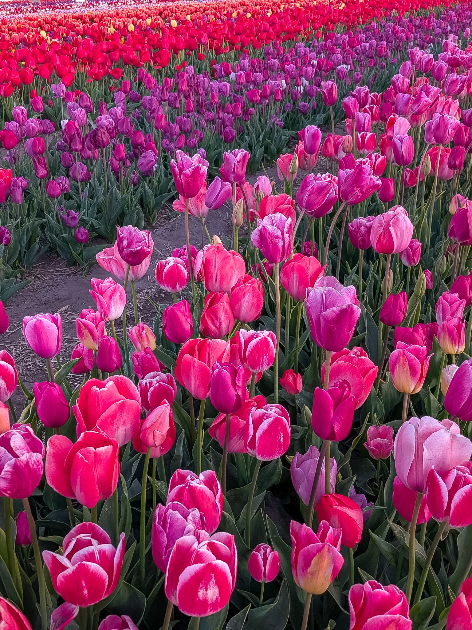 Sunset photography at Tulip Barn Netherlands in the Netherlands